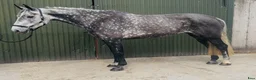Allround hästar till salu: Stunning Irish mare  - Annons 1