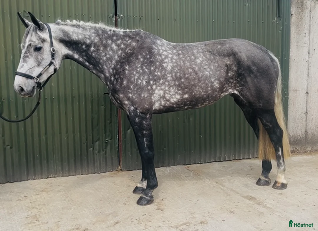 Allround hästar till salu: Stunning Irish mare  - Annons 1
