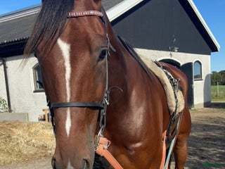 hästar En fantastisk vän i Blentarp - Annons 5