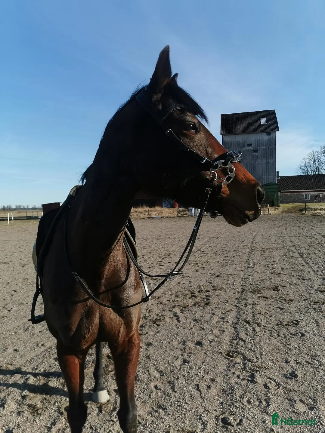 Allround hästar till salu: Hoppglatt fullblodsto i Heby - Annons 1
