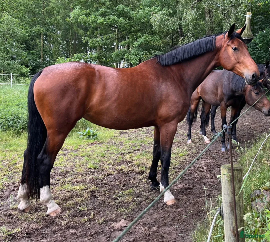 Dressyr hästar till salu: Pampigt sto - Annons 2