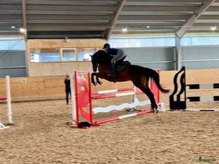 hästar Trevlig som få med mycket potential i Väderstad - Annons 15