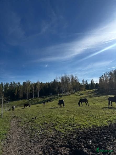  stallplats PROFESSIONELL LÖSDRIFT | SUNDSVALL  - Annons 6