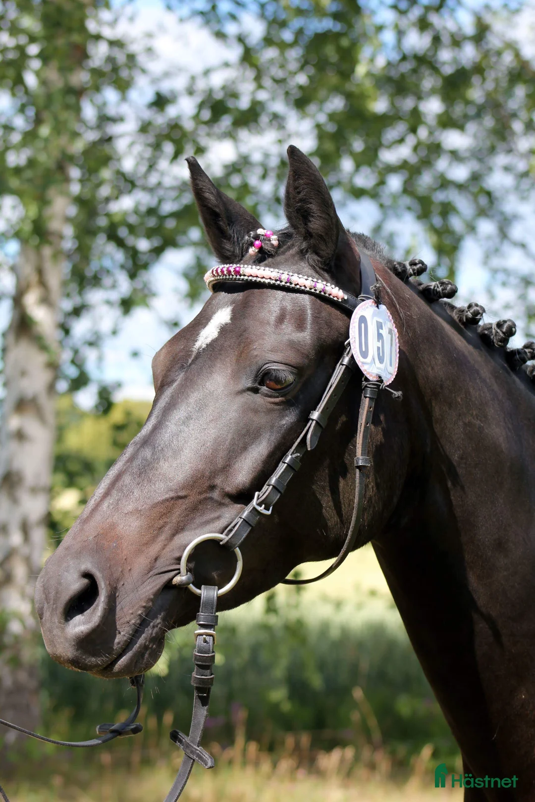 Allround hästar till salu: En känslig och vacker c-ponny med mkt kapacitet i Sköllersta - Annons 3
