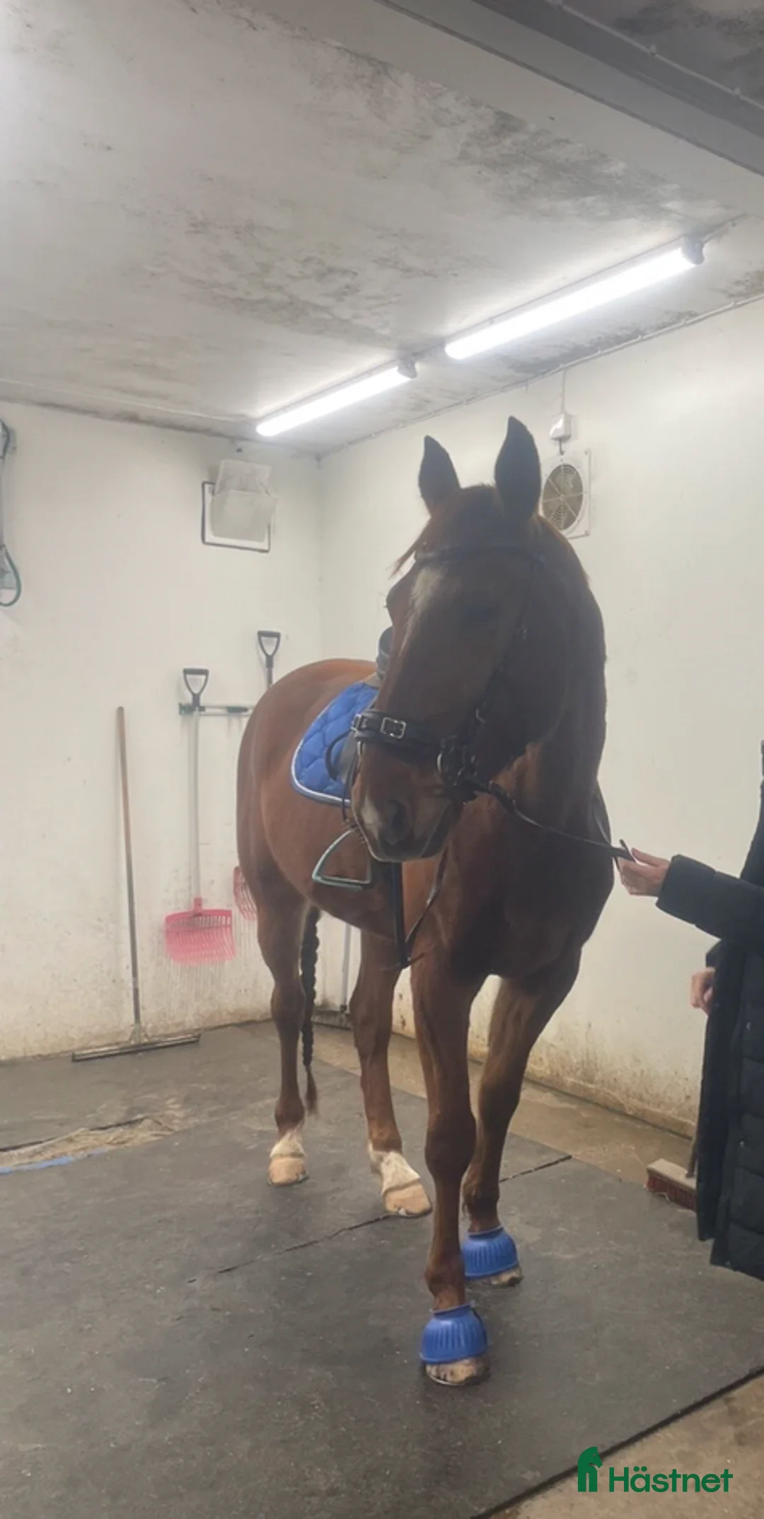 Allround hästar till salu: Fin ridtravare med stor potential💫 i Höviksnäs - Annons 9