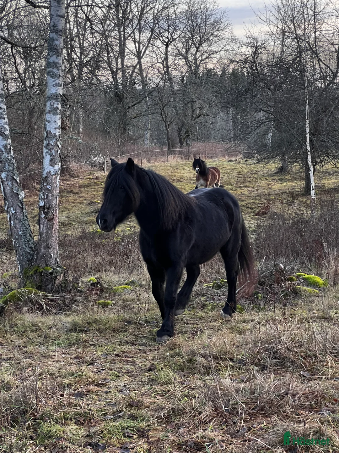 Sällskap hästar till salu: Mysig Nordsvensk - Annons 2