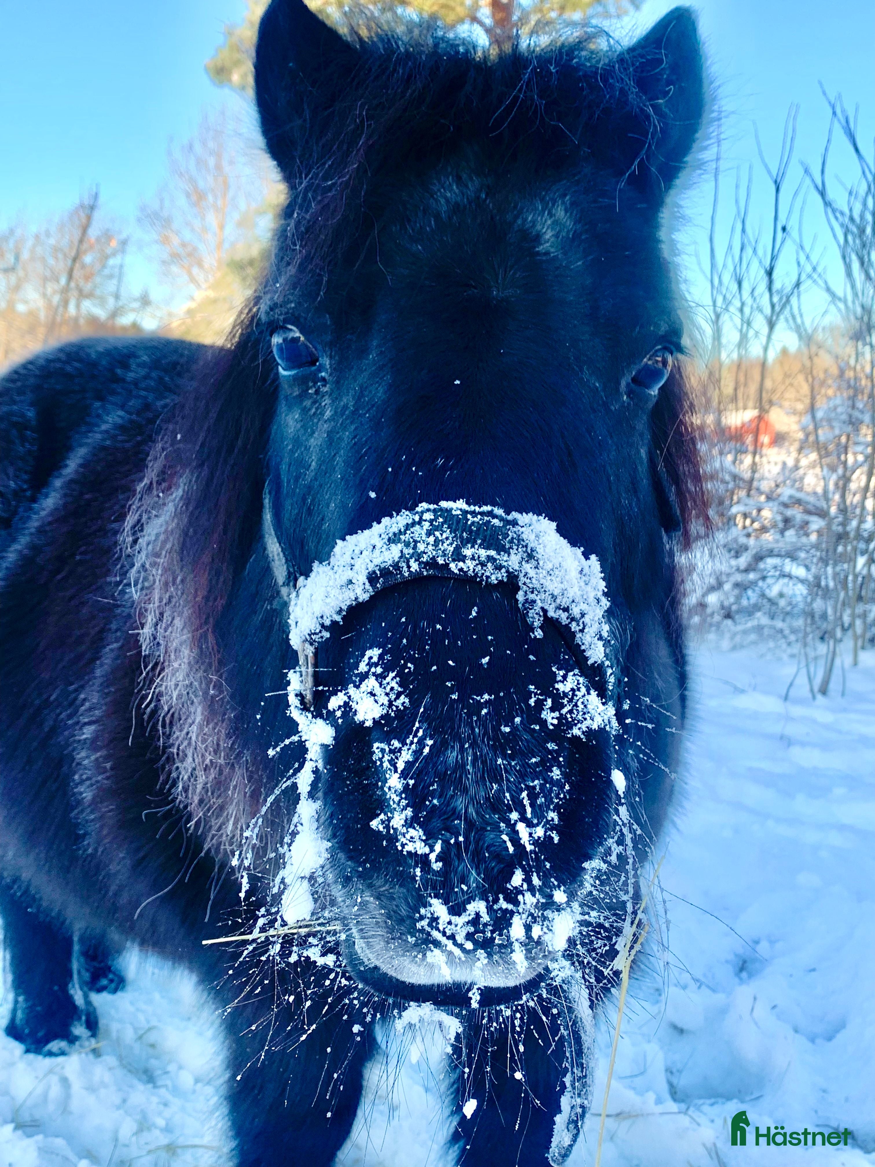  hästgårdar Familj vill hyra hus med stall/liten gård  i Kungsör - Annons 1