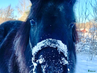 hästgårdar Familj vill hyra hus med stall/liten gård i Kungsör - Annons 11