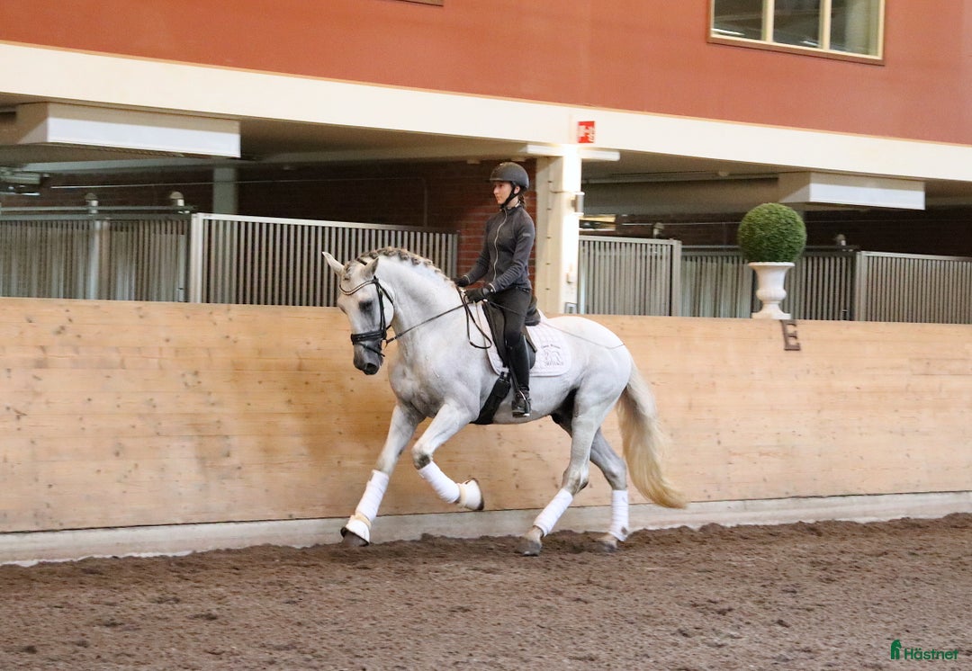 Dressyr hästar till salu: Vacker PRE-hingst!  i Stora Sundby - Annons 4