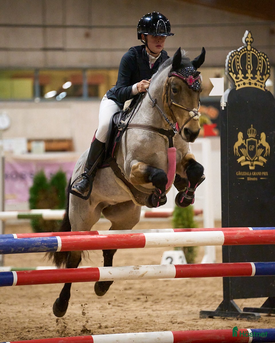  hästar Underbart c-ponny sto  i Vikarbyn - Annons 10