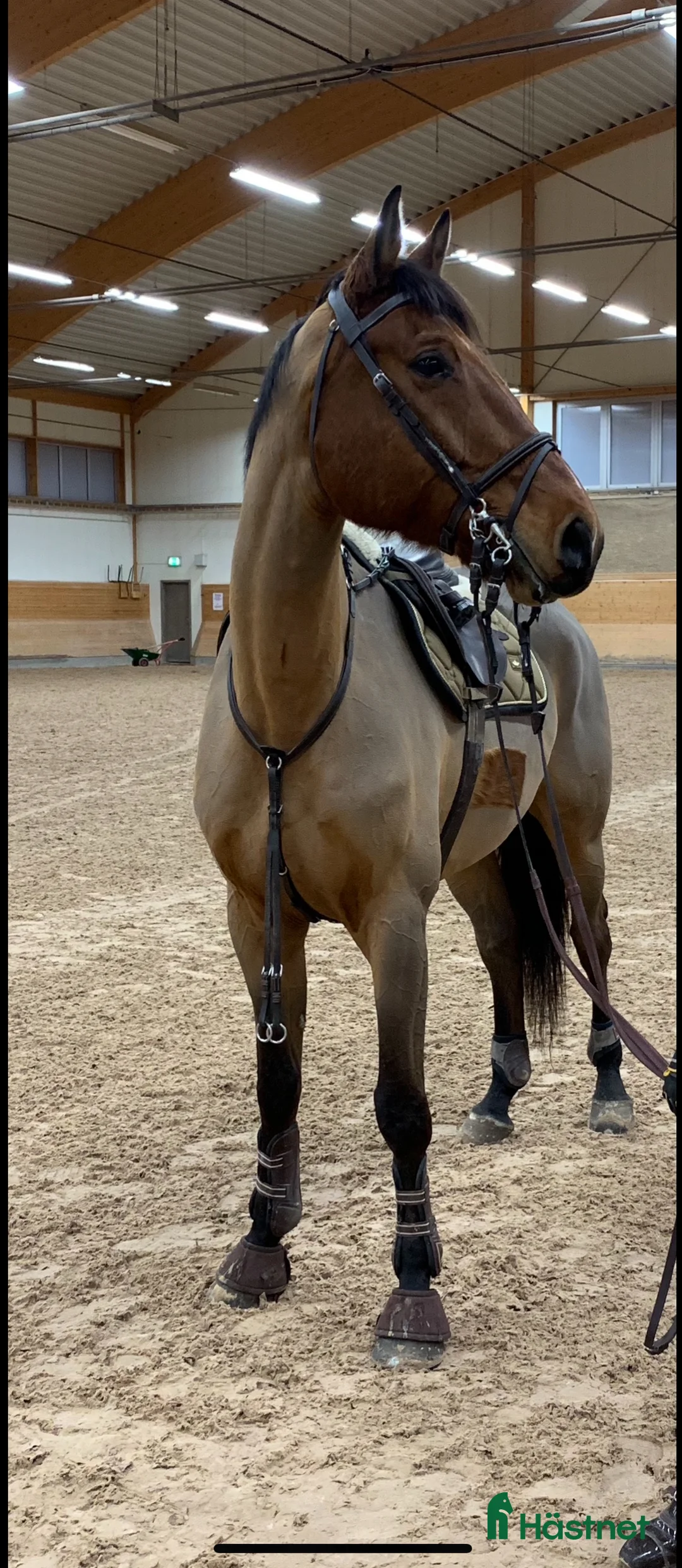 Hoppning hästar till salu: SWB valack - Annons 5