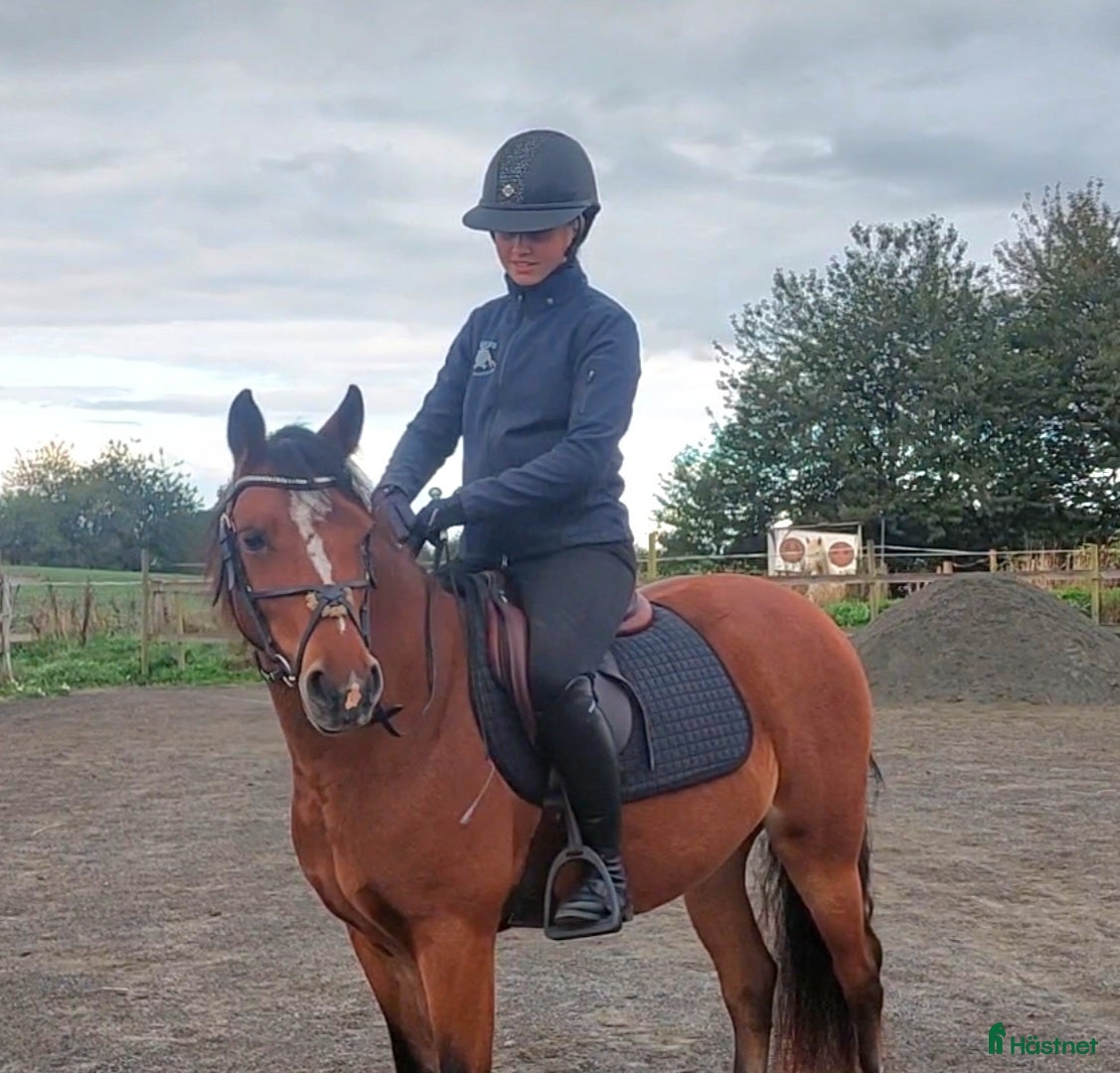 Hoppning hästar till salu: Vilda C ponny säljes till satsande ryttare!  i Onslunda - Annons 3