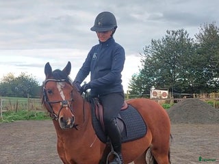 Hoppning hästar till salu: Vilda C ponny säljes till satsande ryttare! i Onslunda - Annons 3