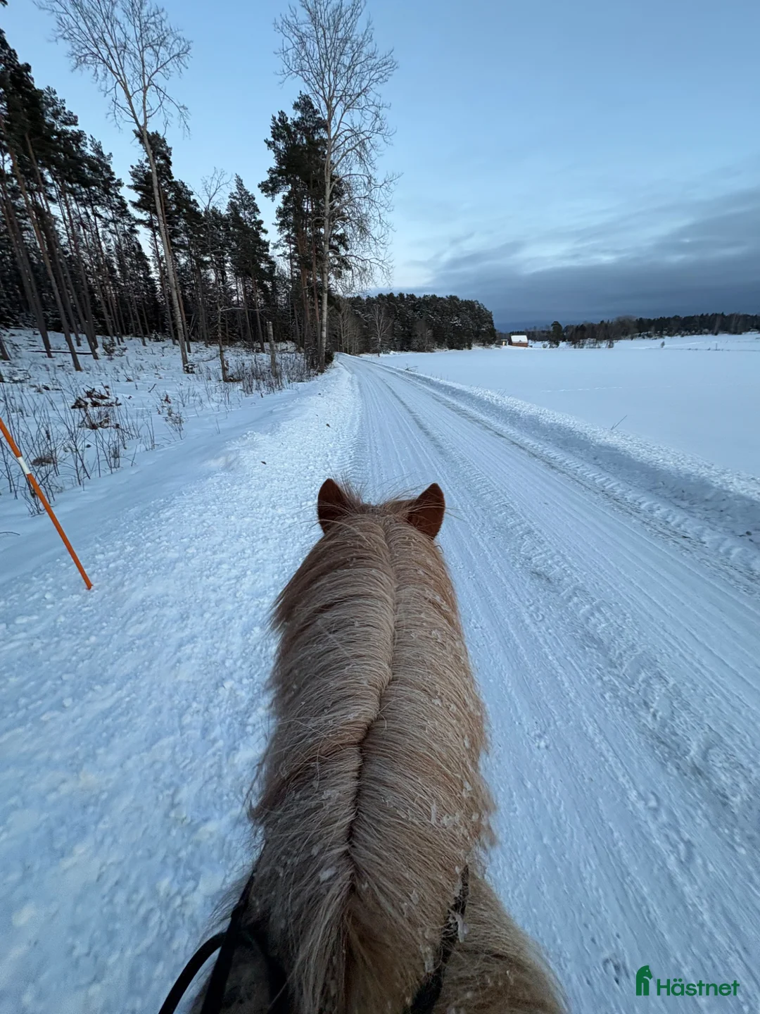  stallplats finnes: Lösdriftsplats på Malmby Gård i Rimbo - Annons 2