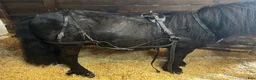 Körselar körning till salu: Lädersele för Shettis - Annons 1