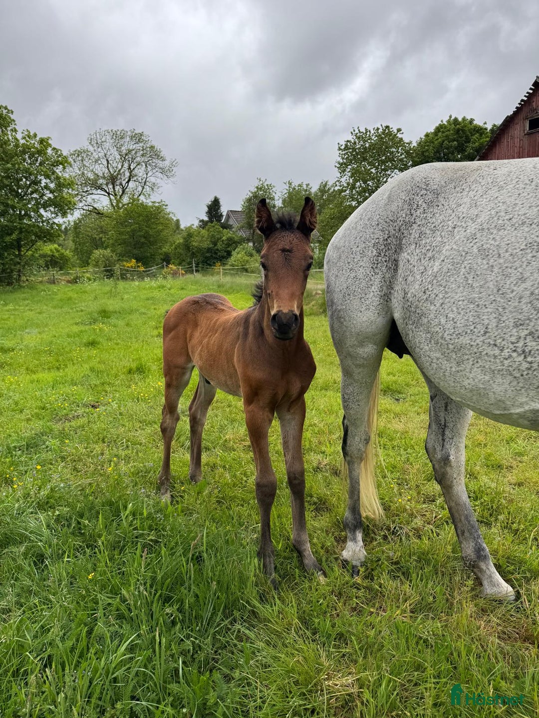 Hoppning hästar till salu: Fantastic Colt for Sale – by Hardrock Z x Indoctro i Ullared - Annons 8