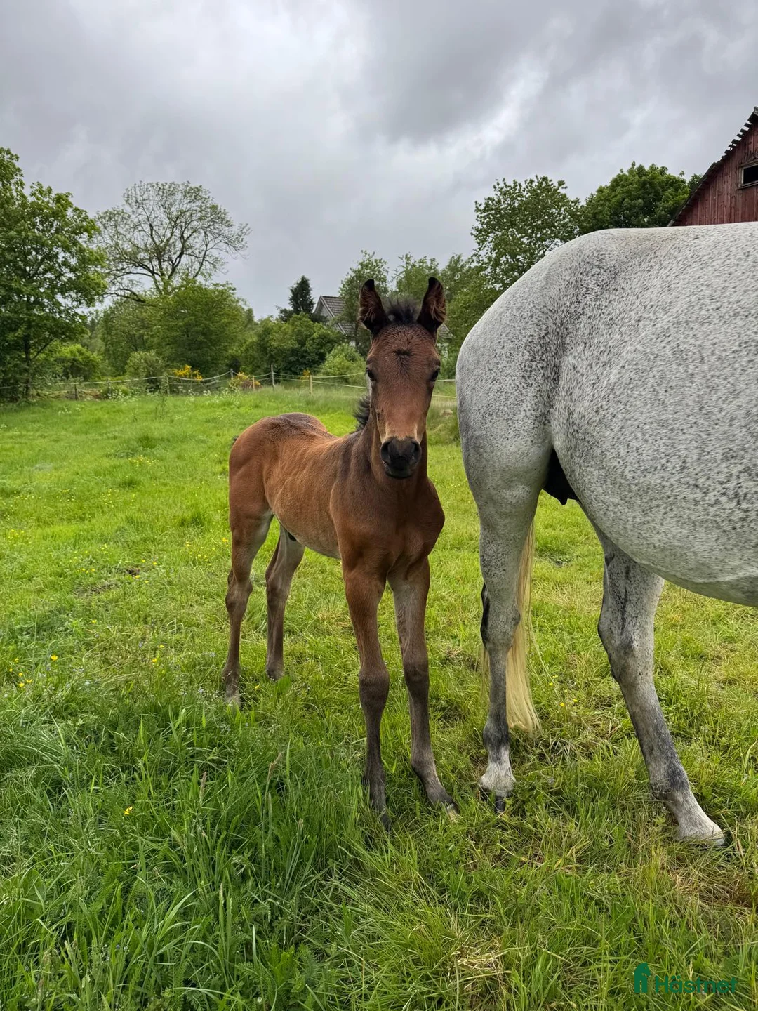 Hoppning hästar till salu: Fantastic Colt for Sale – by Hardrock Z x Indoctro i Ullared - Annons 8