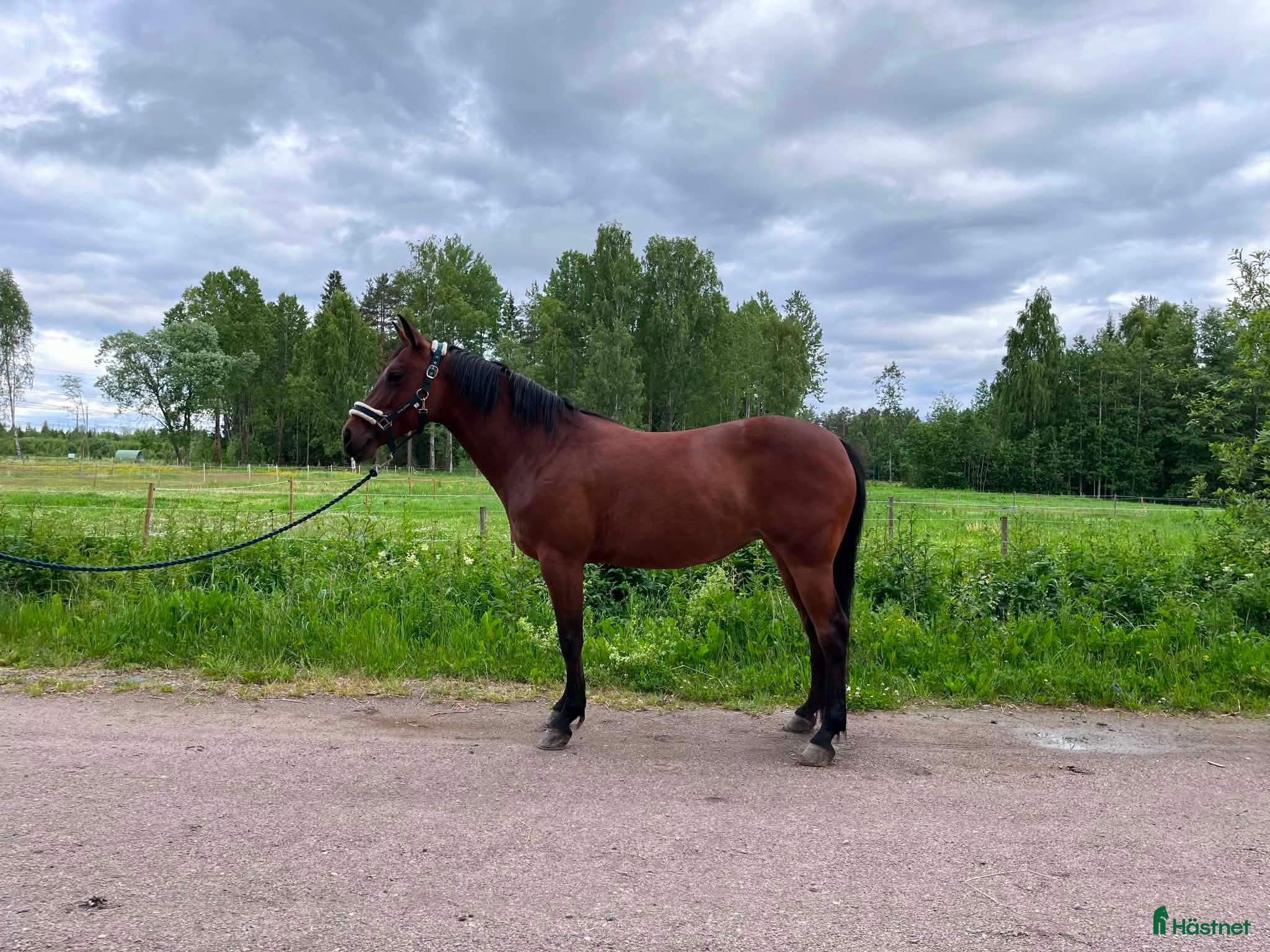  hästar Trevligt sto med mycket motor - Annons 1