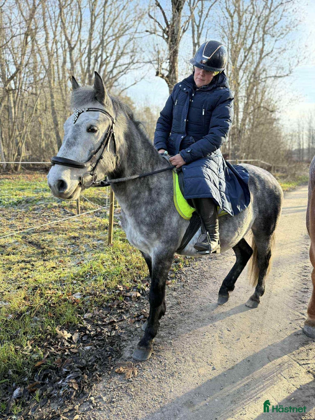 Allround hästar till salu: Svenskfödd, riden, supersnäll 3-åring med fin stam i Fjärdhundra - Annons 4