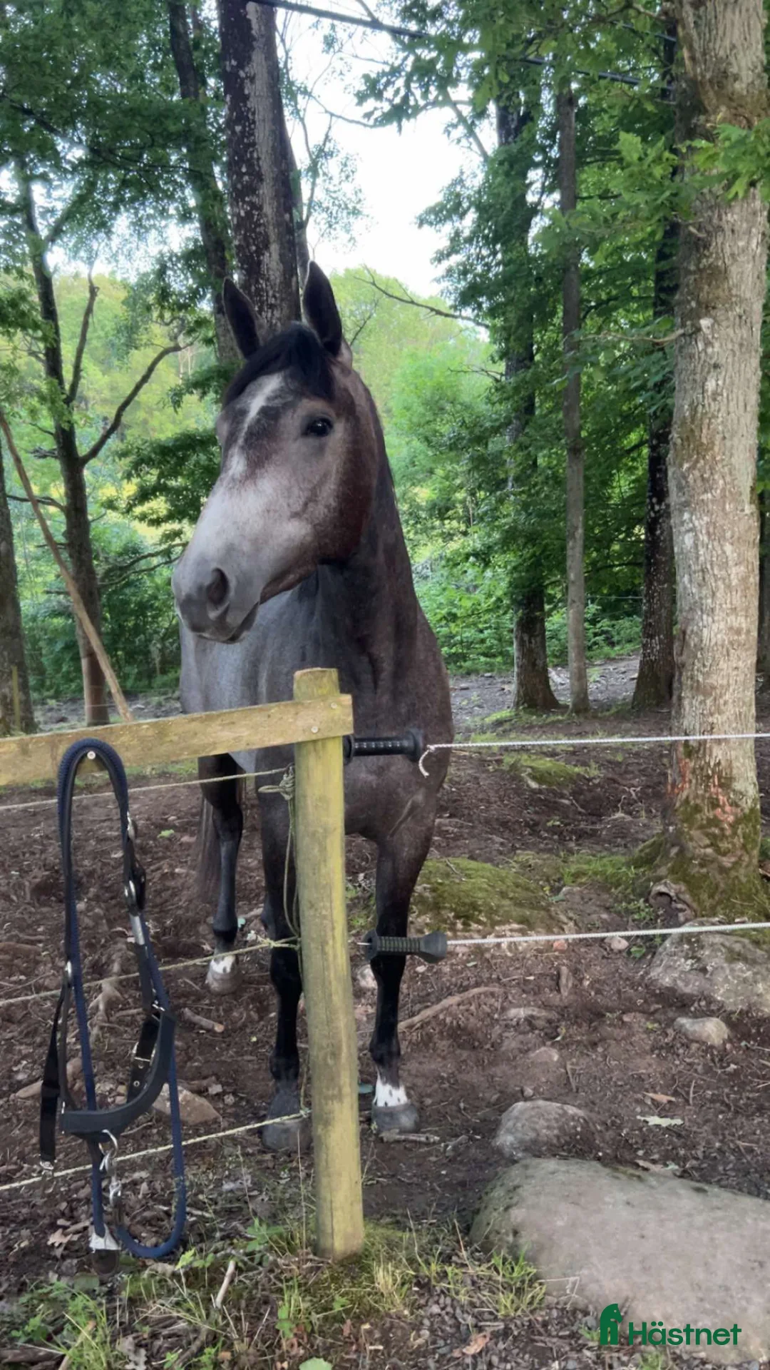 Sällskap hästar till salu: Sällskap, avel, lättare ridning  - Annons 1