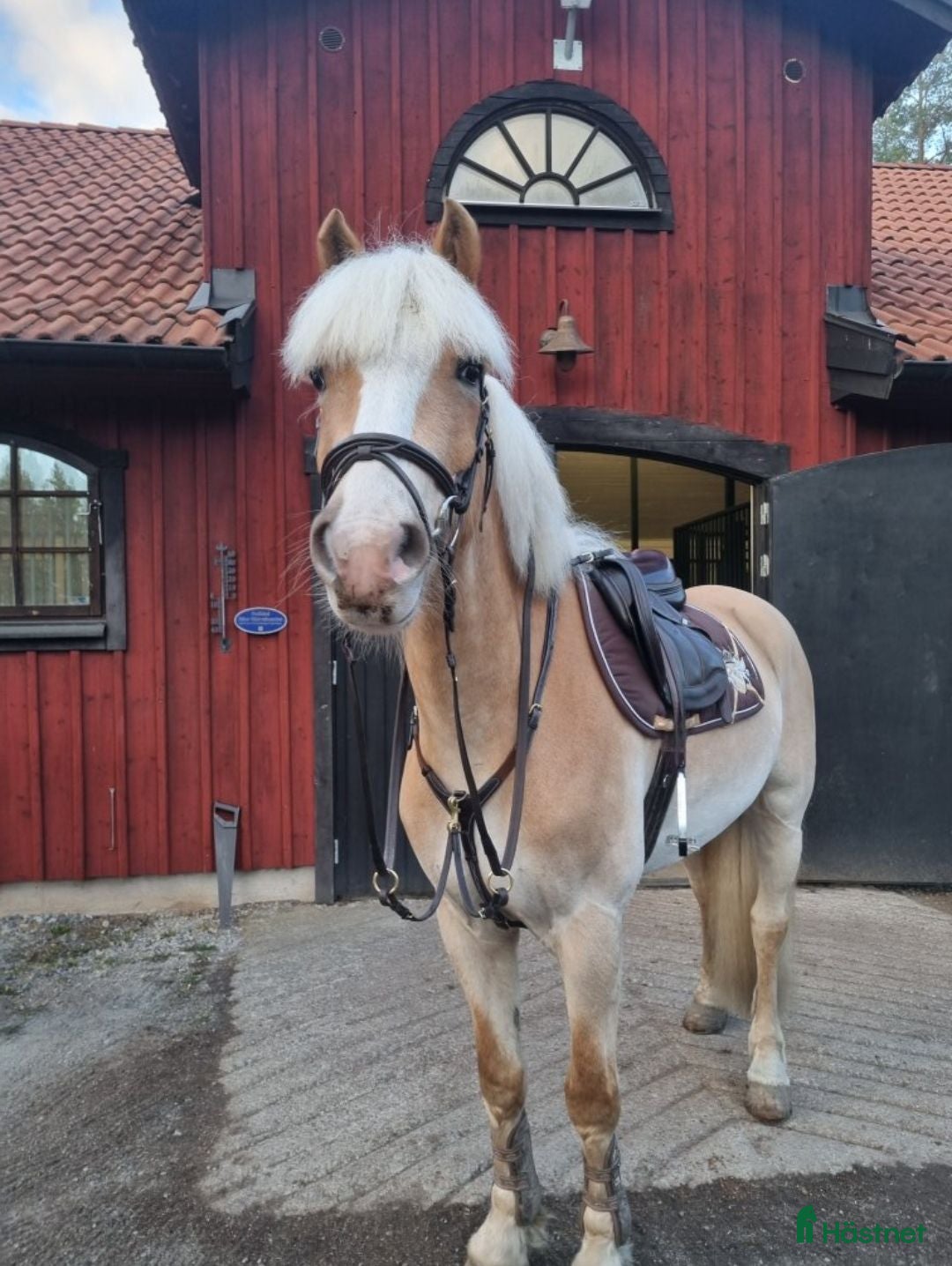  foderhäst Halvfodervärd/medryttare sökes - Annons 12