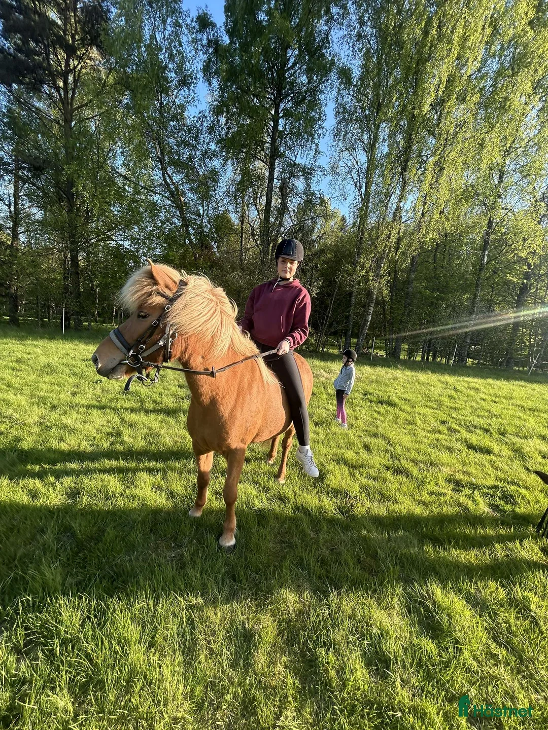 Island hästar till salu: Snälla underbara Stina måste nu flytta i Annerstad - Annons 3