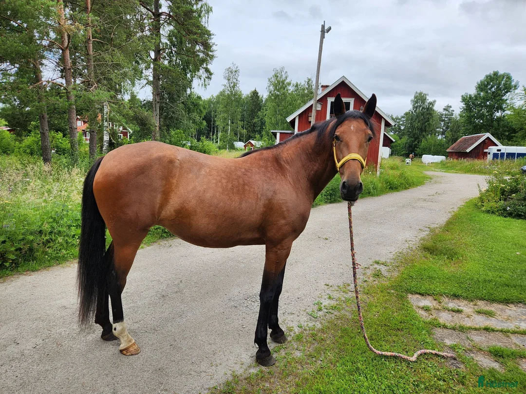Allround hästar till salu: Tjej med gott hjärta i Mariestad - Annons 1
