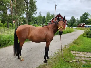 hästar Tjej med gott hjärta - Annons 11