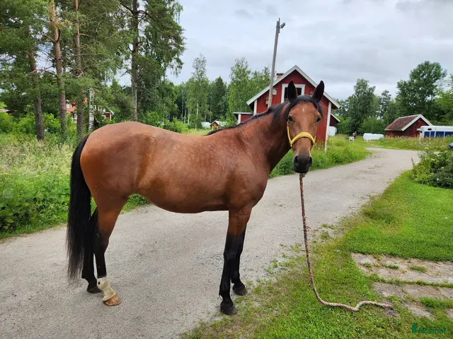 hästar till salu: Tjej med gott hjärta - Annons 15