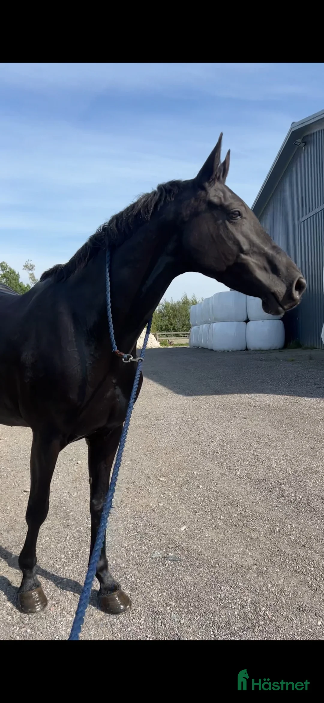 Allround hästar till salu: Fantastiskt sto  - Annons 1