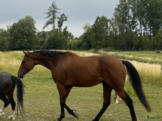 hästar Junior/Övergångshäst? i Skokloster - Annons 11
