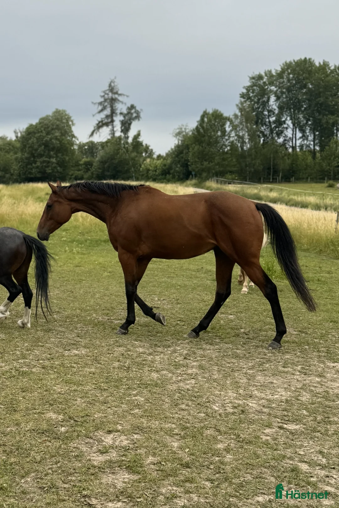 Allround hästar till salu: Junior/Övergångshäst?  i Skokloster - Annons 1