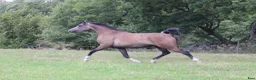 Allround hästar till salu: Framtida stjärna 🤩 - Annons 4