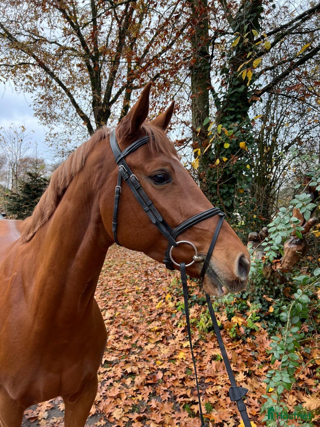 Fälttävlan hästar till salu: Super trevlig unghäst i Dösjebro - Annons 1