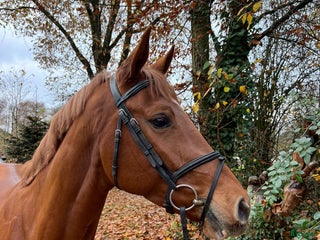 hästar Super trevlig unghäst i Dösjebro - Annons 1