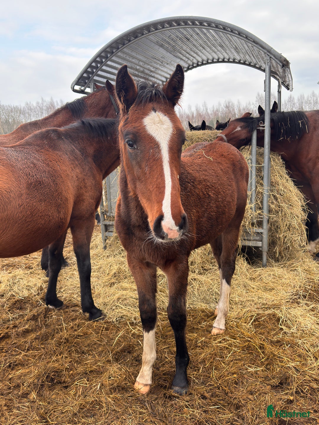 Hoppning hästar till salu: Lovande hingstföl e Pink Floyd i Blentarp - Annons 2