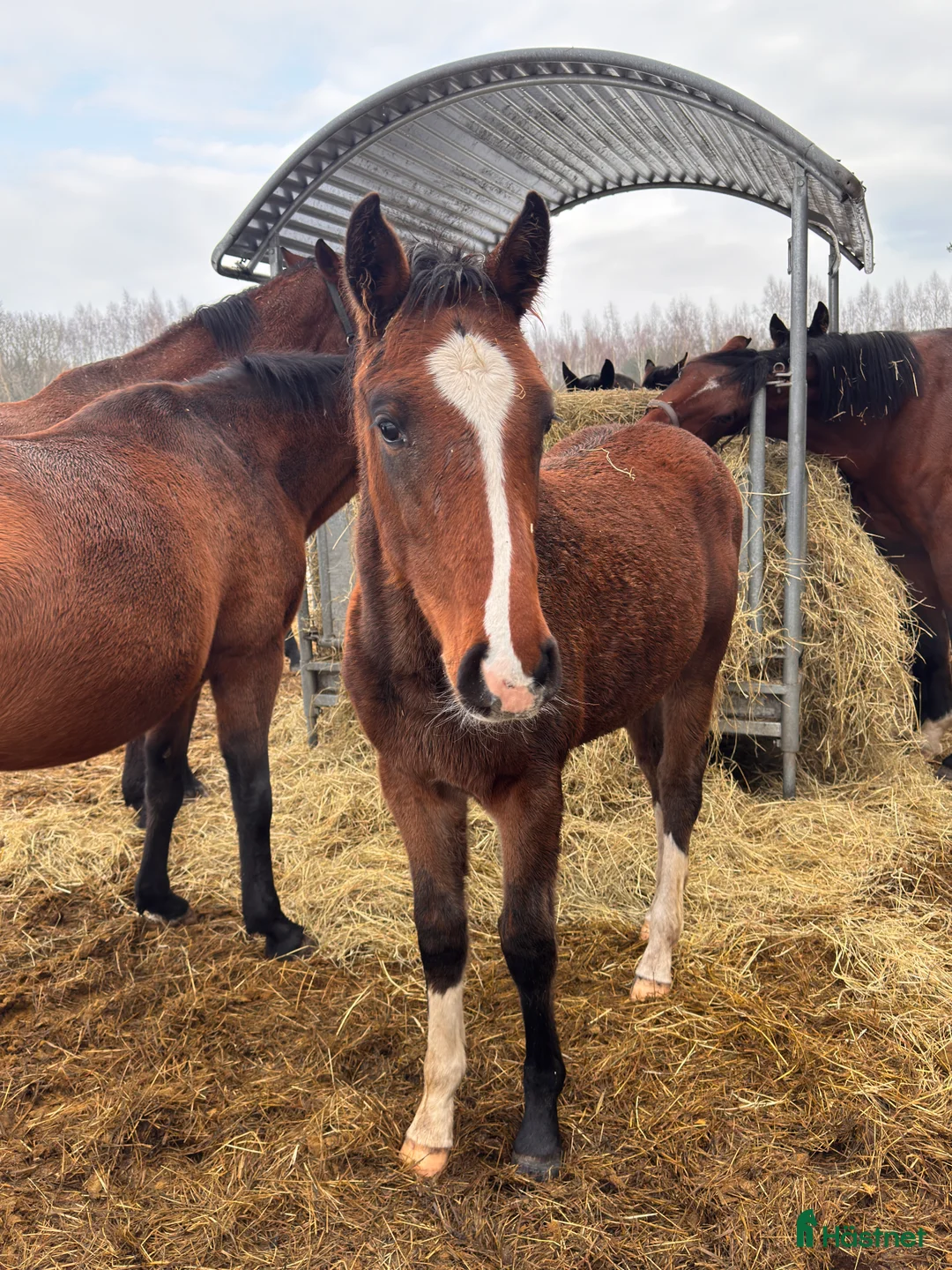 Hoppning hästar till salu: Lovande hingstföl e Pink Floyd - Annons 3