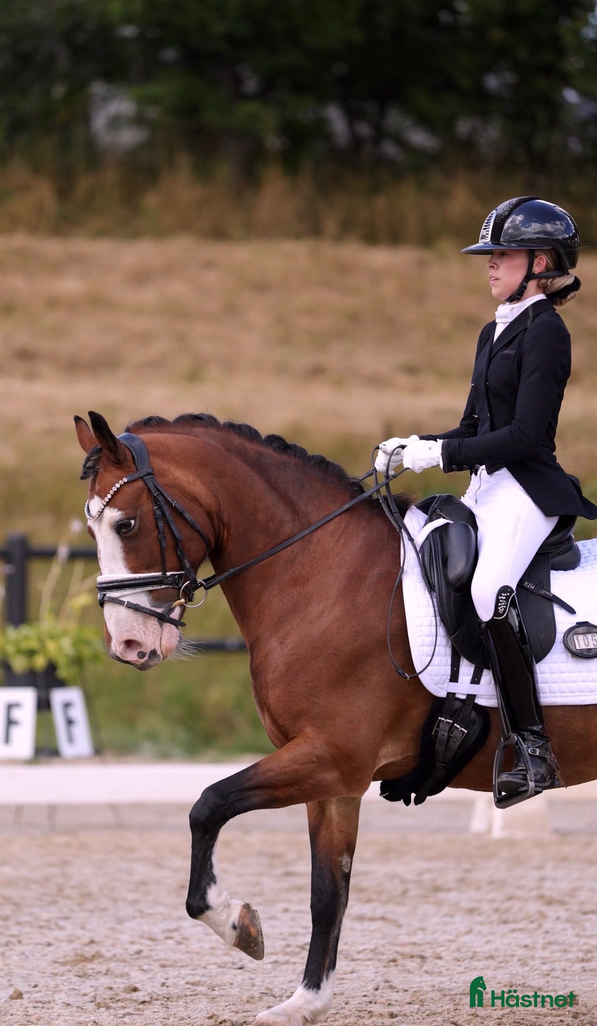  hästar Schoolmaster fei pony - Annons 1