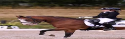 Dressyr hästar till salu: Schoolmaster fei pony - Annons 1