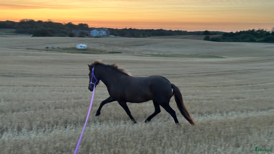 Allround hästar till salu: Trevligt ungsto i Ystad - Annons 3