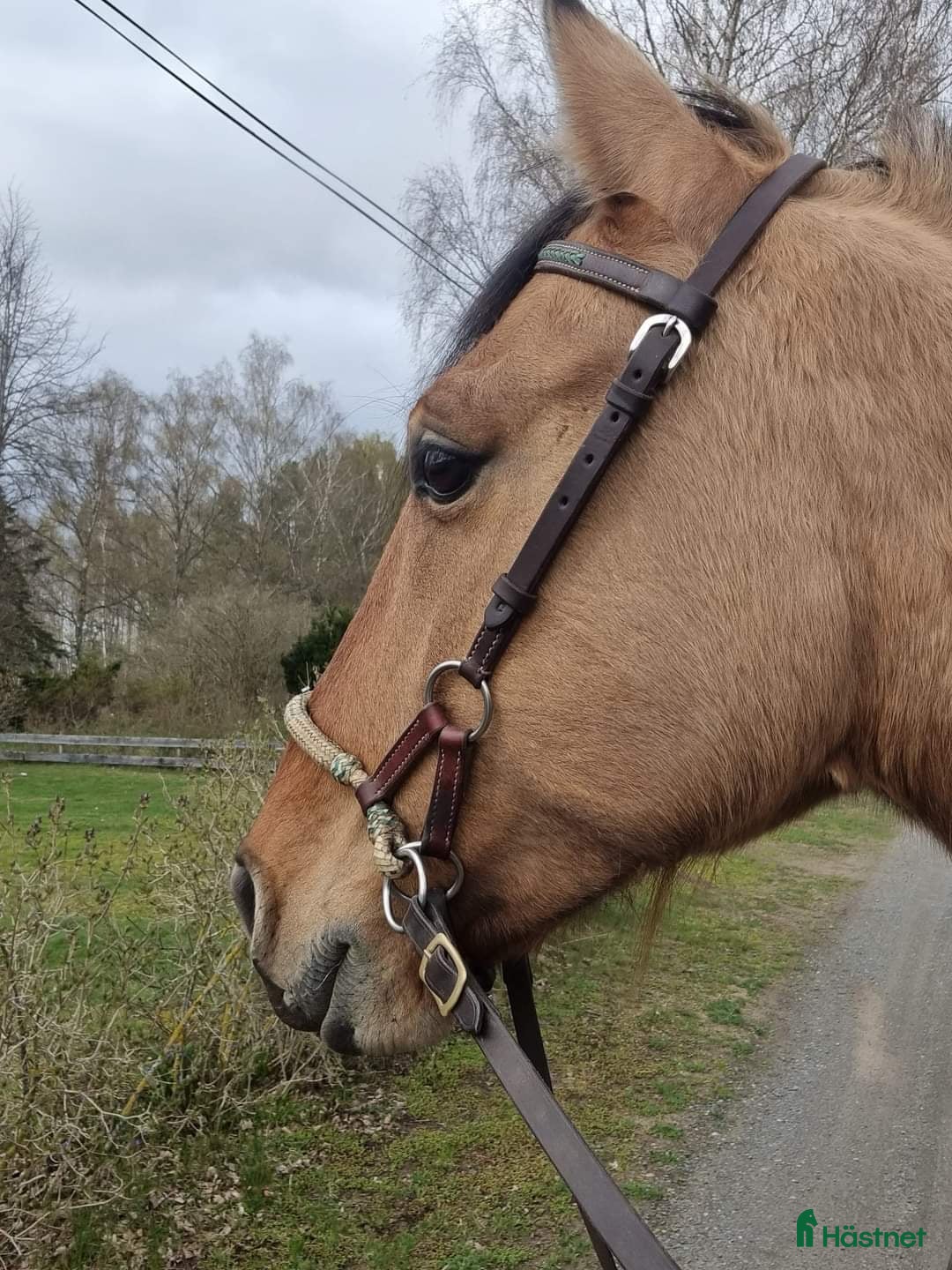  foderhäst finnes: Delfodervärd sökes i Ljungbyhed - Annons 8