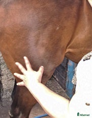  hästservice fördjupar oss något in i anatomin och biomekaniken - Annons 14