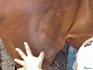 hästservice fördjupar oss något in i anatomin och biomekaniken - Annons 14