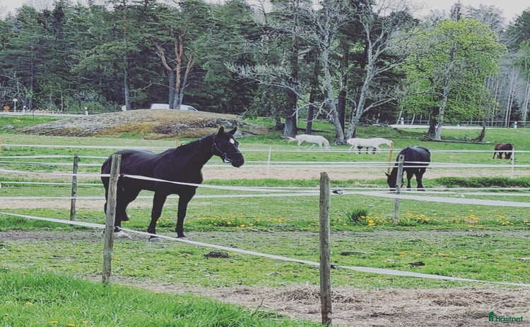 Stallinredning, stängsel & gård övrig utrustning till salu i Norrtälje - Annons 15