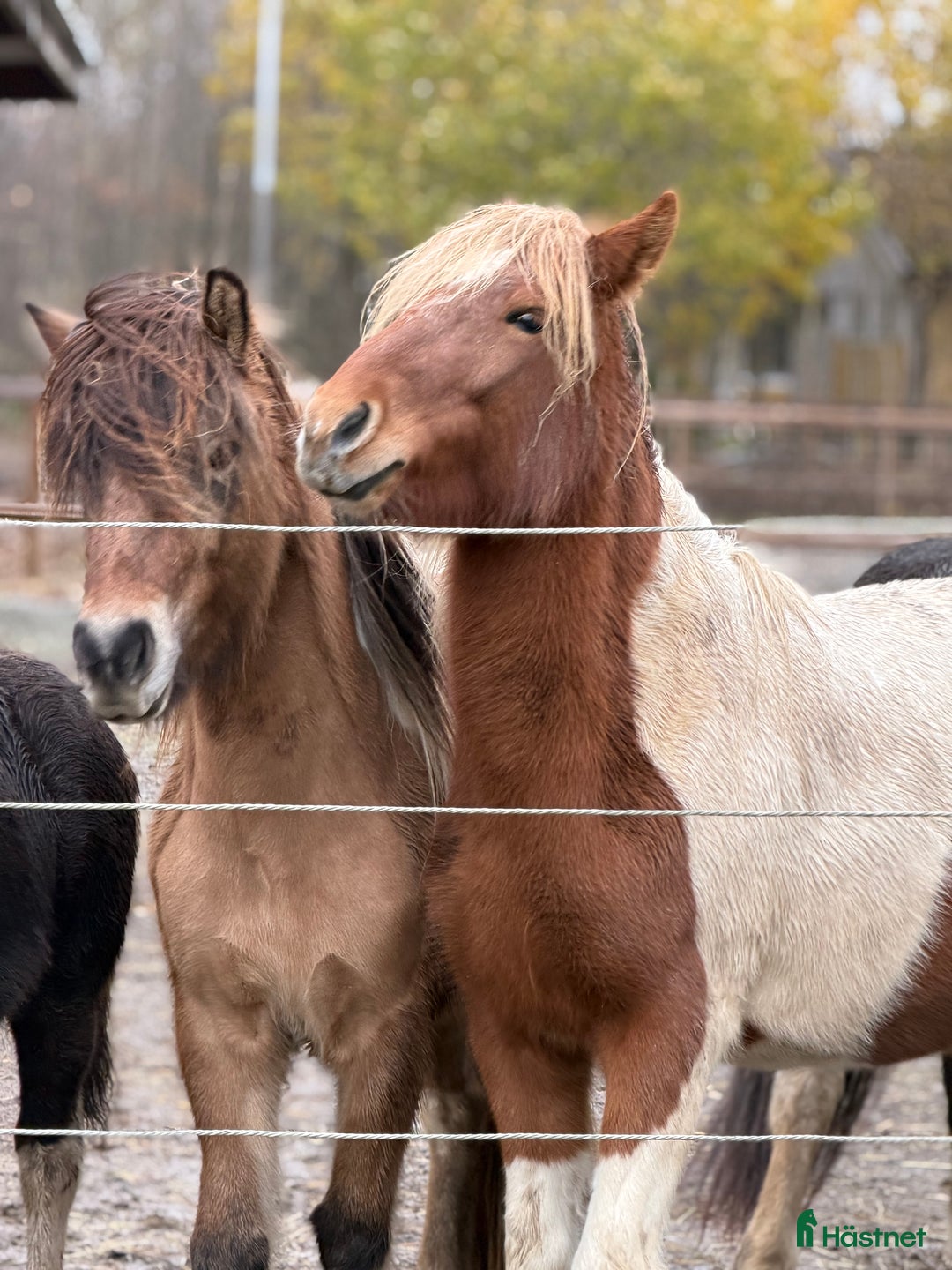  stallplats finnes: Stallplats Romfartuna Igelsta i Västerås - Annons 4