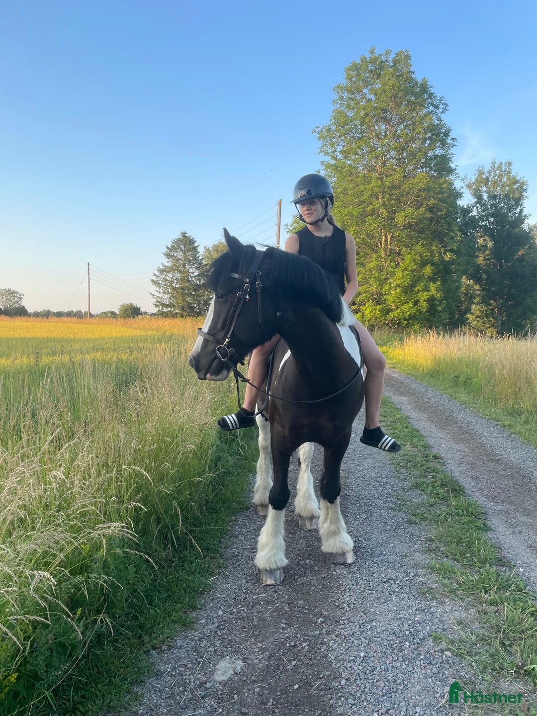 Allround hästar till salu: Teddy söker nytt 🏠 i Hallstavik - Annons 1