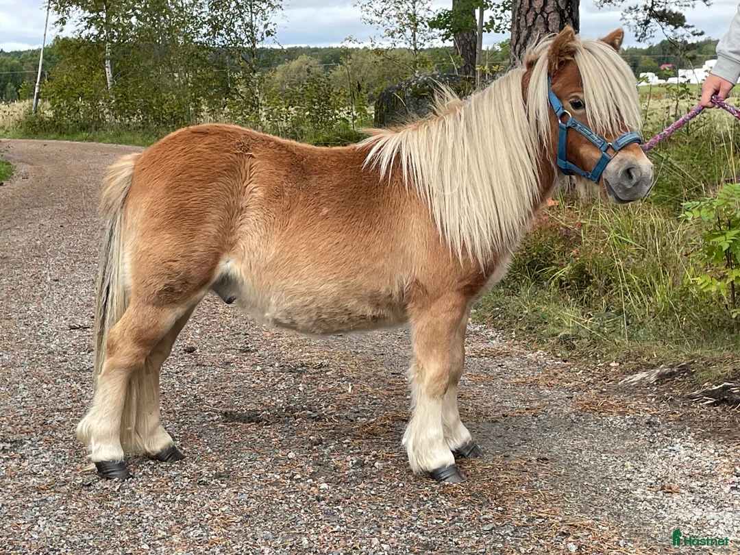 Allround hästar till salu: Fuxfärgad minishetlandsåring!  - Annons 1