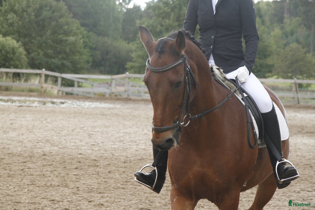  foderhäst finnes: Pigg, äldre D-ponny utlånas i Åkersberga - Annons 4