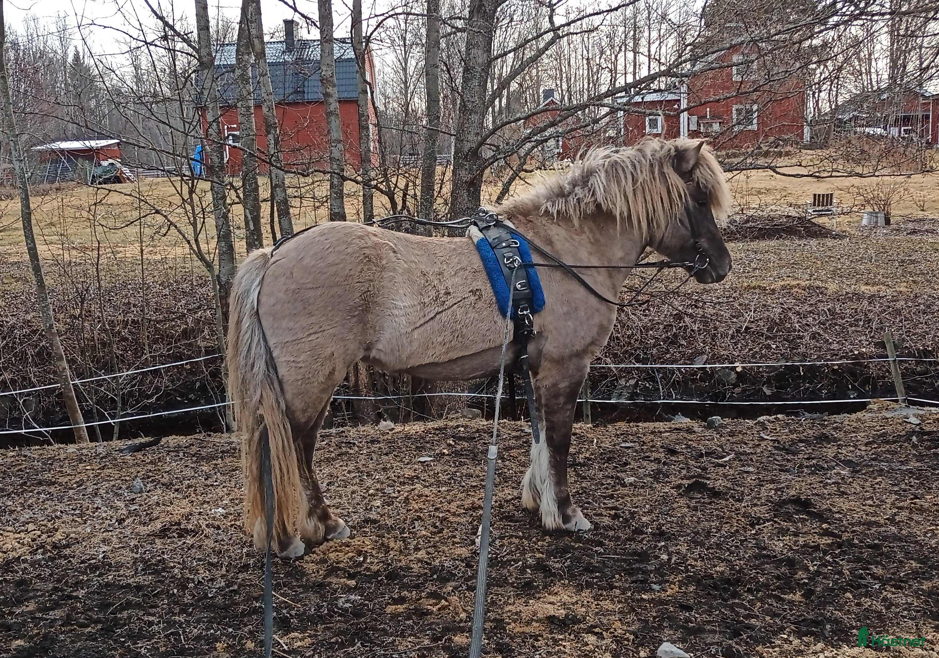  hästar Arbetsvilligt sto med fina gångarter, fler bilder. - Annons 8