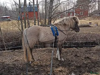 hästar Arbetsvilligt sto med fina gångarter, fler bilder. - Annons 8